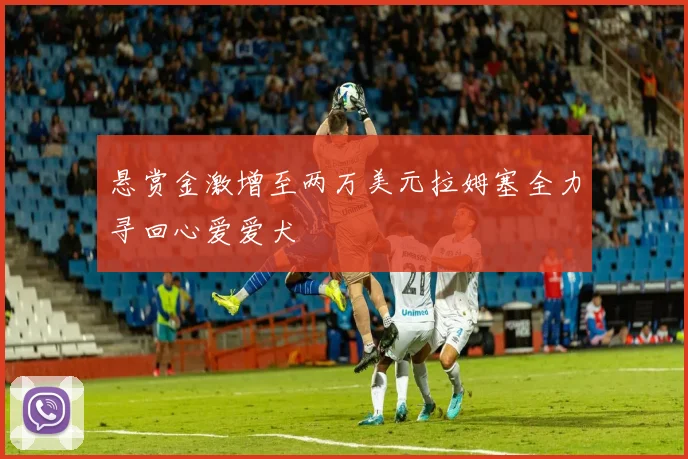 悬赏金激增至两万美元拉姆塞全力寻回心爱爱犬